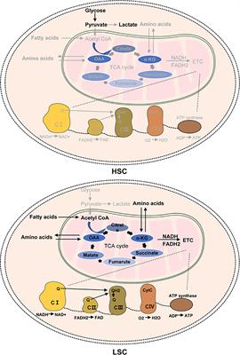 Targeting Mitochondrial Oxidative Phosphorylation Eradicates Acute Myeloid Leukemic Stem Cells